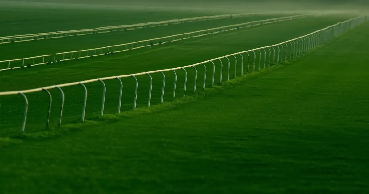White running rails along an empty racecourse straight in soft morning mist